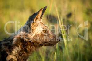 Side profile of an African wild dog in the Kruger National Park, South Africa.
