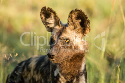 Starring African wild dog in the Kruger National Park, South Africa.