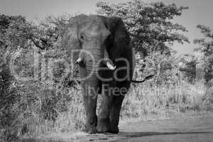 Elephant walking towards the camera in black and white in the Kruger National Park, South Africa.