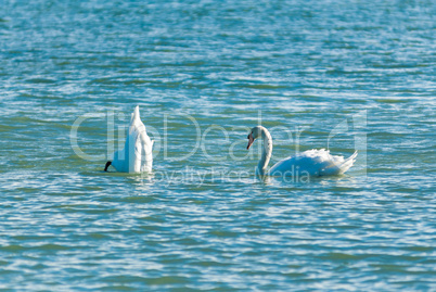Two swans, one diving while the other watches.