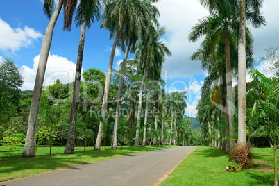 Tall palm trees in the park