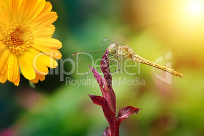 Large dragonfly illuminated by the sun