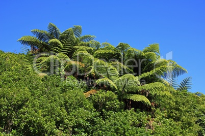 Fern trees in New Zealand