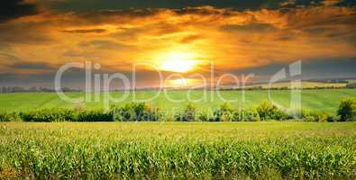 corn field and sunrise on blue sky