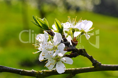 Mirabellenblüten