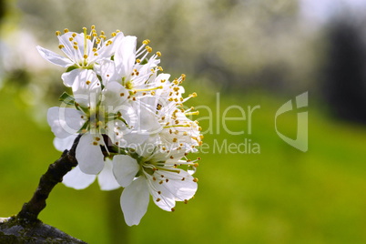 Mirabellenblüten