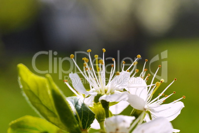 Mirabellenblüten