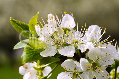 Mirabellenblüten