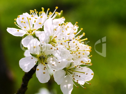 Mirabellenblüten