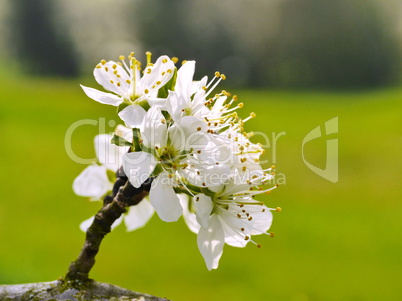 Mirabellenblüten