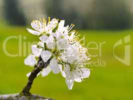 Mirabellenblüten