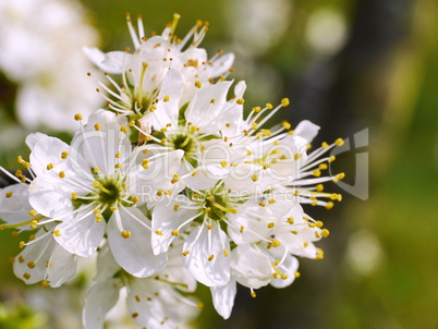 Mirabellenblüten