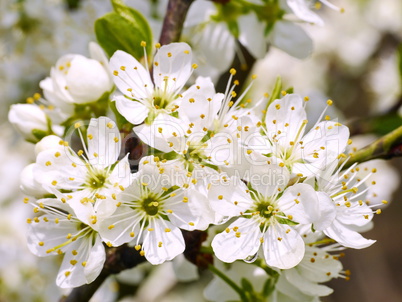 Mirabellenblüten