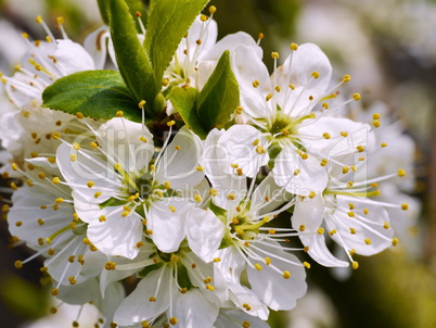 Mirabellenblüten