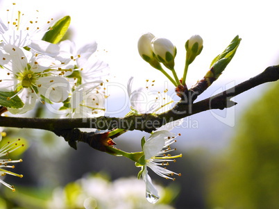 Mirabellenblüten