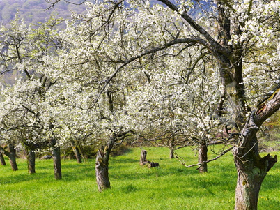 Mirabellenbäume im Frühling