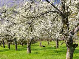 Mirabellenbäume im Frühling