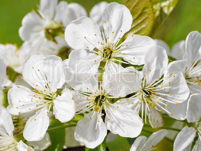 Blüten von Sauerkirschen