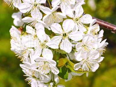 Blüten von Sauerkirschen