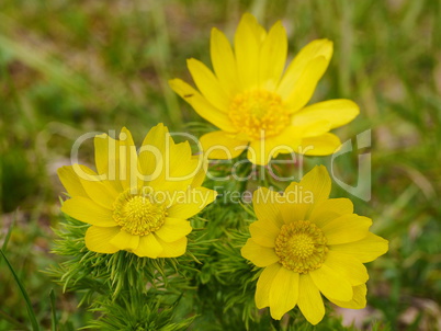 Adonisröschen, Adonis vernalis, blühend