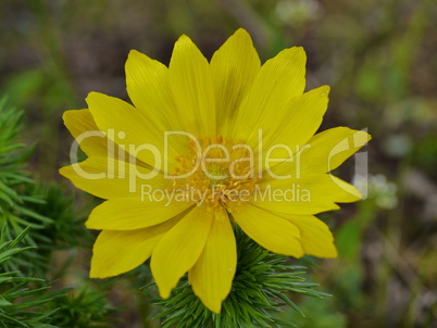 Adonisröschen, Adonis vernalis, blühend