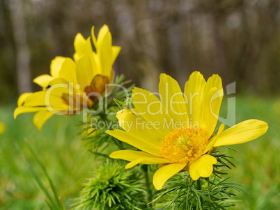 Adonisröschen, Adonis vernalis, blühend