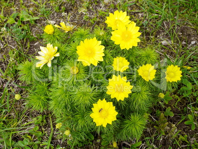 Adonisröschen, Adonis vernalis, blühend