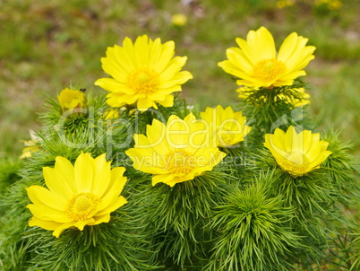 Adonisröschen, Adonis vernalis, blühend