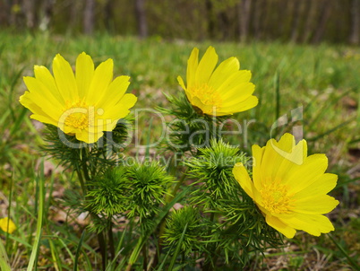 Adonisröschen, Adonis vernalis, blühend