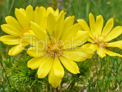 Adonisröschen, Adonis vernalis, blühend