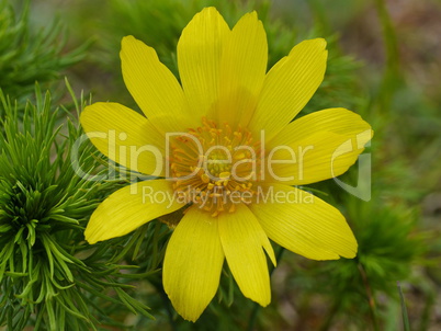 Adonisröschen, Adonis vernalis, blühend