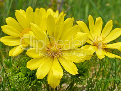 Adonisröschen, Adonis vernalis, blühend