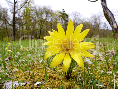 Adonisröschen, Adonis vernalis, blühend