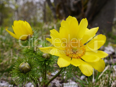 Adonisröschen, Adonis vernalis, blühend