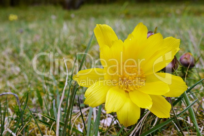 Adonisröschen, Adonis vernalis, blühend