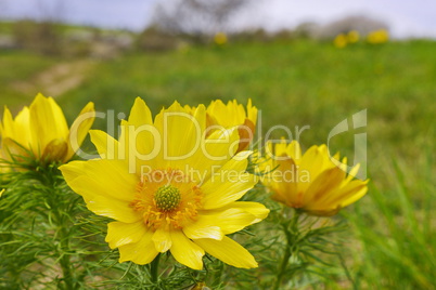 Adonisröschen, Adonis vernalis, blühend