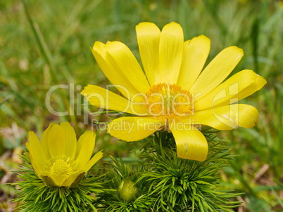 Adonisröschen, Adonis vernalis, blühend