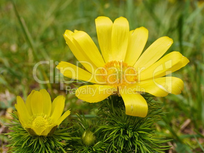 Adonisröschen, Adonis vernalis, blühend