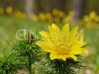 Adonisröschen, Adonis vernalis, blühend