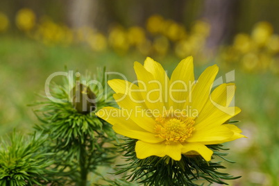 Adonisröschen, Adonis vernalis, blühend