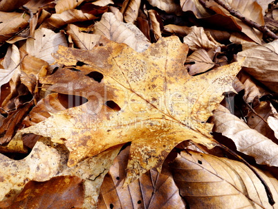 Ahornblatt im Herbst