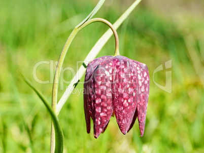 Blühende Schachbrettblumen im Sinntal