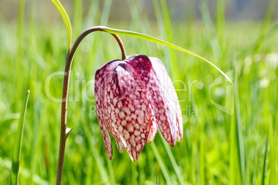 Blühende Schachbrettblumen im Sinntal