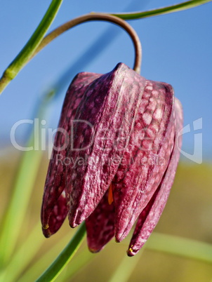 Blühende Schachbrettblumen im Sinntal