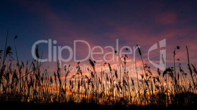 The bulrushes against sunlight over sky background in sunset with a flighting