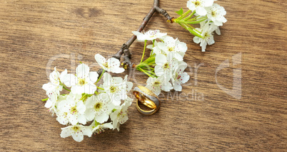 Flowering branch with white delicate  surface. Declaration of love, spring.  greeting. Wedding bouquet,