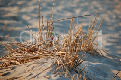 Halme im Sand an der Nordsee