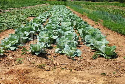 Cabbage field