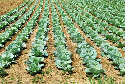 Cabbage field