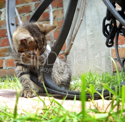 Kitten playing outdoor